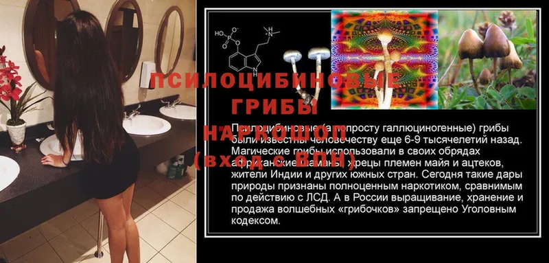 Галлюциногенные грибы Cubensis  MEGA ONION  площадка состав  Красногорск 